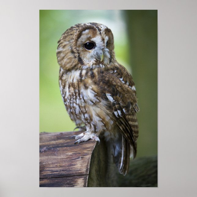 Tawny Owl Poster (Front)