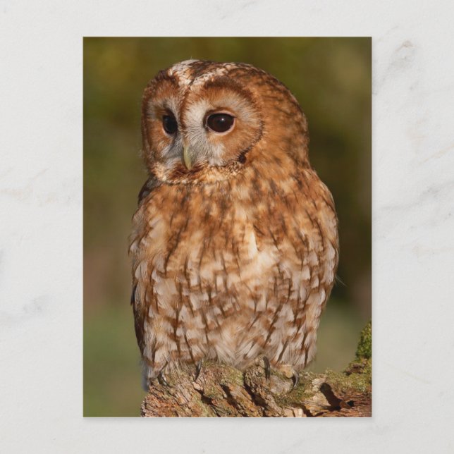Tawny Owl (Strix aluco) Postcard (Front)