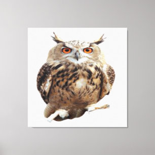 Tawny Owl with Claws Canvas Print