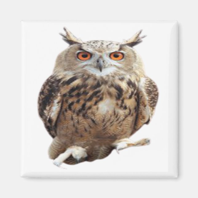 Tawny Owl with Claws Magnet (Front)
