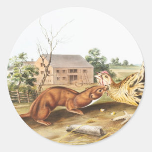 Tawny Weasel (Putorius fuscus) Illustration Classic Round Sticker