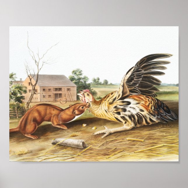 Tawny Weasel (Putorius fuscus) Illustration Poster (Front)