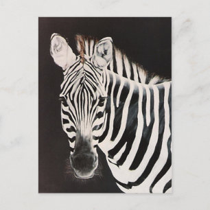 Taylor's Zebra Postcard