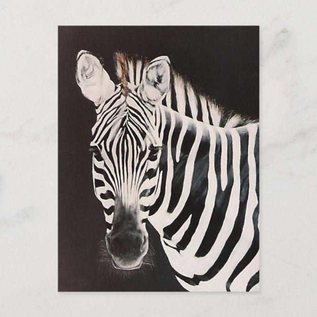 Taylor's Zebra Postcard (Front)