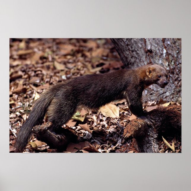 Tayra (Eira barbata) Poster (Front)