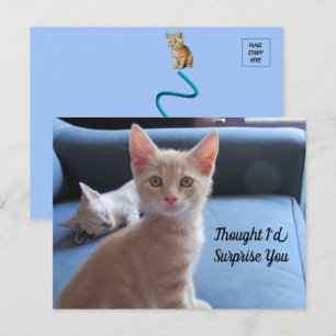 Taz and Winter Surprise Cat Postcard