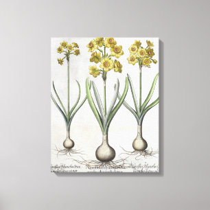 Tazetta Narcissi, from the 'Hortus Eystettensis' Canvas Print