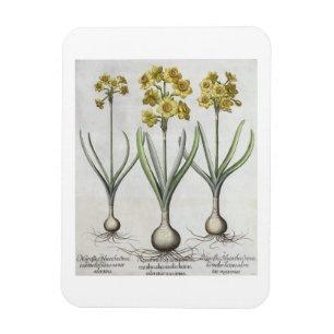 Tazetta Narcissi, from the 'Hortus Eystettensis' Magnet