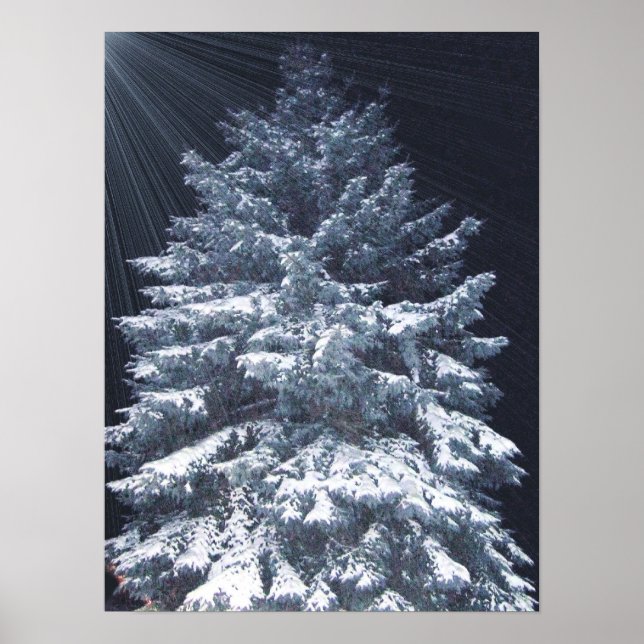 TBA Award- Pine Lights Poster (Front)