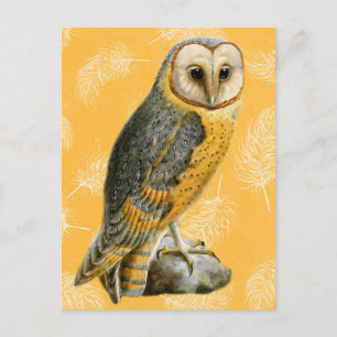 TCWC - Barn Owl Vintage Postcard