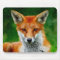 TCWC - Red Fox Watercolor Painting