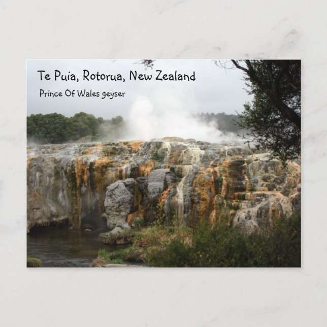 Te Puia, Rotorua, New Zealand Postcard (Front)
