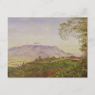 Tea Gathering in Mr Hoelle's plantation at Postcard