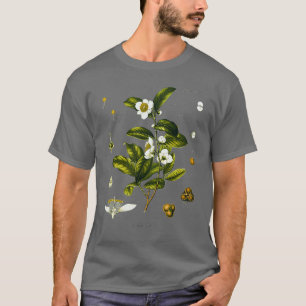 Tea plant biological drawing Camellia Sinensis T-Shirt