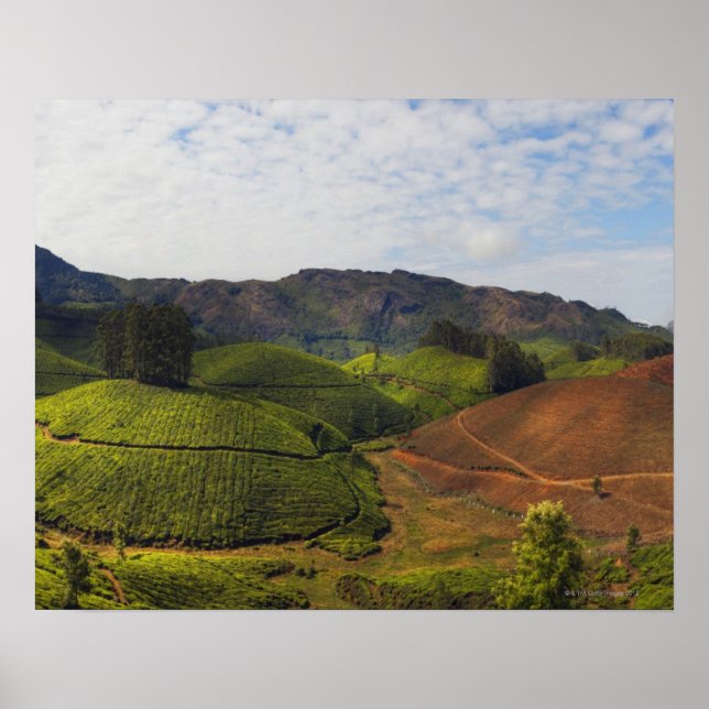 Tea Plantation Kerala state India Poster (Front)