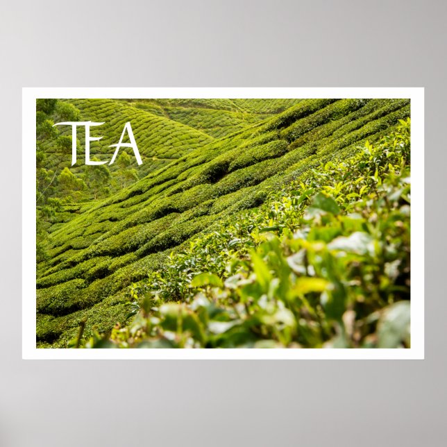 Tea Plantation Poster (Front)
