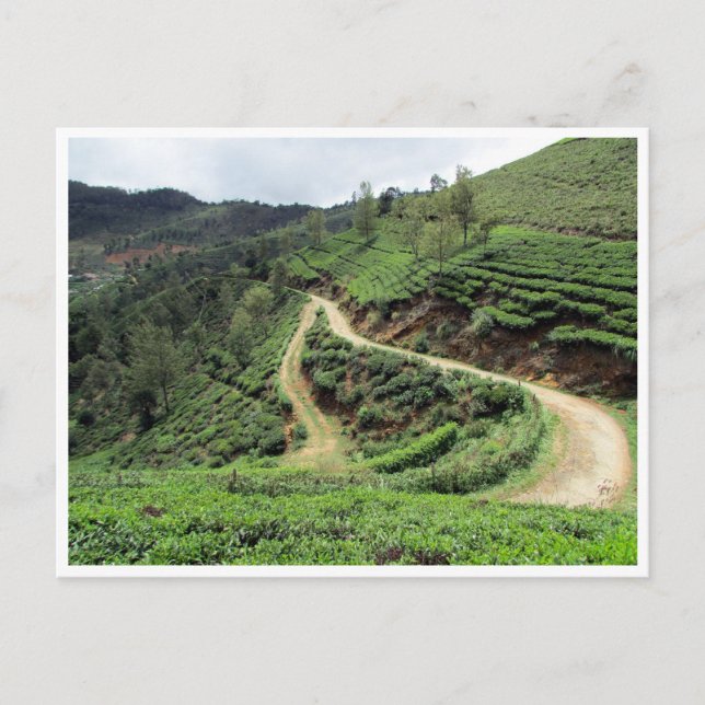 tea plantation trails postcard (Front)
