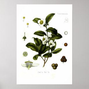 Tea Poster