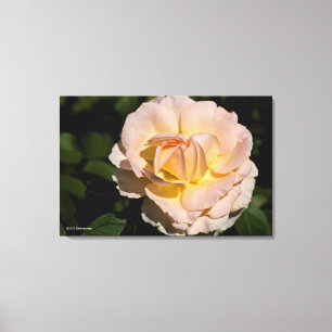 Tea Rose Canvas Print