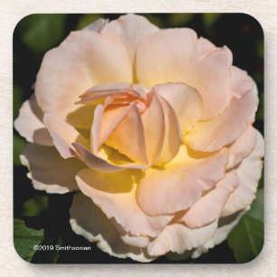 Tea Rose Coaster
