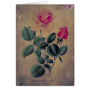 Tea Rose Grunge, Mother's Day