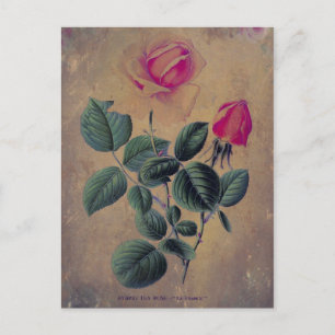 Tea Rose Grunge Postcard