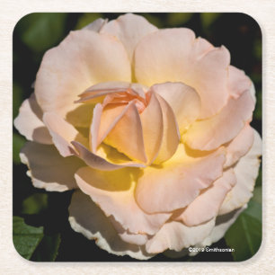 Tea Rose Square Paper Coaster