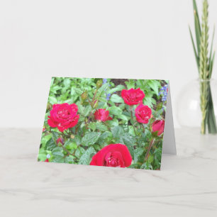 Tea Roses Blank Greeting Card