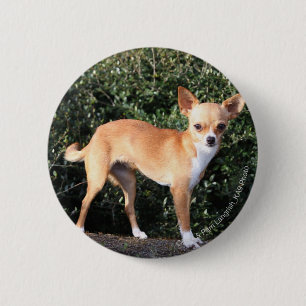 Teacup Chihuahua Puppy 6 Cm Round Badge