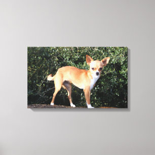 Teacup Chihuahua Puppy Canvas Print