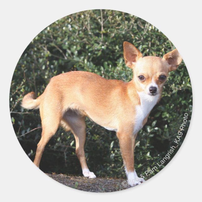 Teacup Chihuahua Puppy Classic Round Sticker (Front)