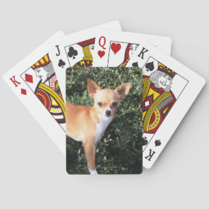 Teacup Chihuahua Puppy Playing Cards