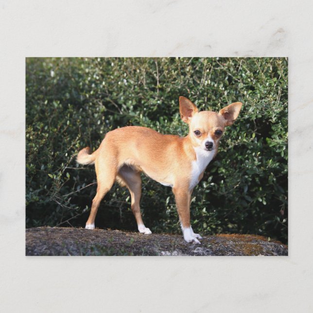Teacup Chihuahua Puppy Postcard (Front)