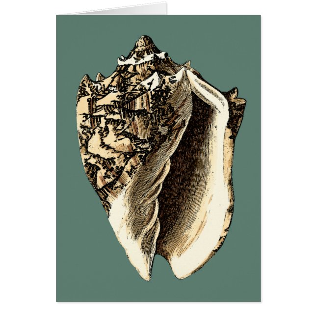 Teal Conch Shell (Front)