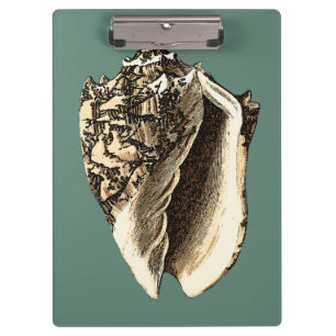 Teal Conch Shell Clipboard