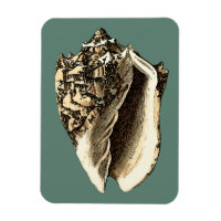 Teal Conch Shell
