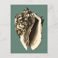 Teal Conch Shell