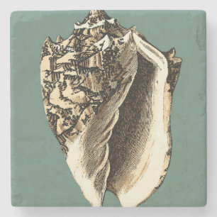 Teal Conch Shell Stone Coaster