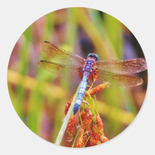 Teal Dragonfly on sedge Classic Round Sticker