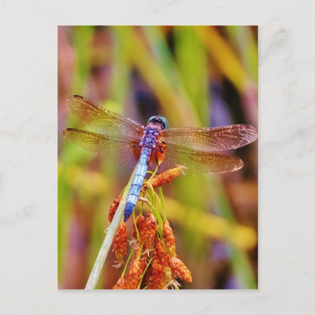 Teal Dragonfly on sedge Postcard (Front)