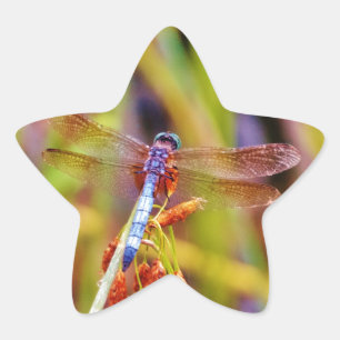 Teal Dragonfly on sedge Star Sticker
