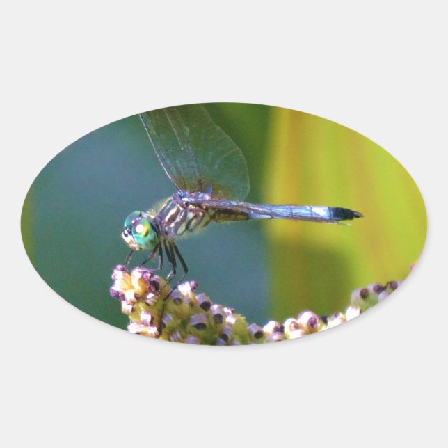 Teal eyed Dragonfly Oval Sticker (Front)