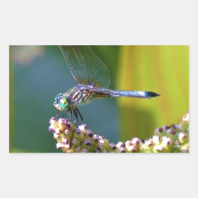 Teal eyed Dragonfly Rectangular Sticker (Front)