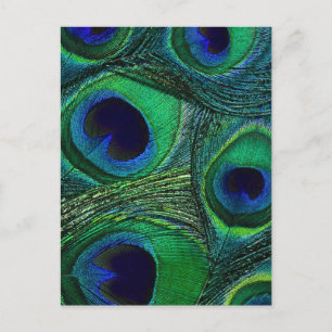 Teal Green Blue Peacock Feather Print / Pattern Postcard