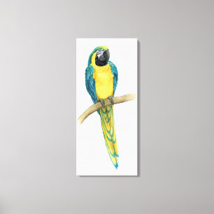 Teal Macaw Canvas Print