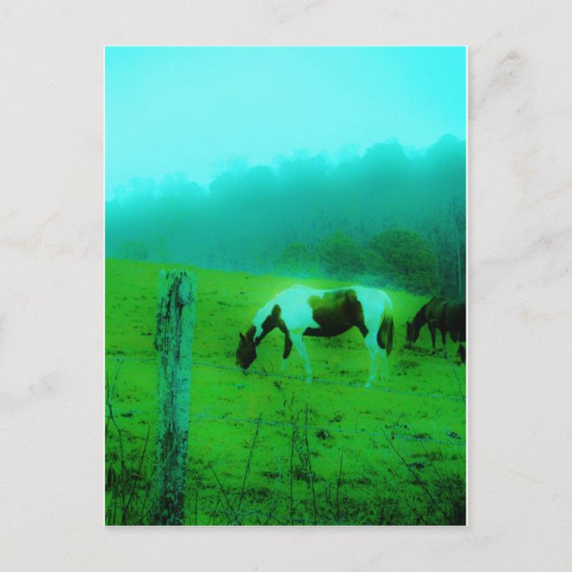 Teal mist Reto coloured painted pony Horse Postcard (Front)