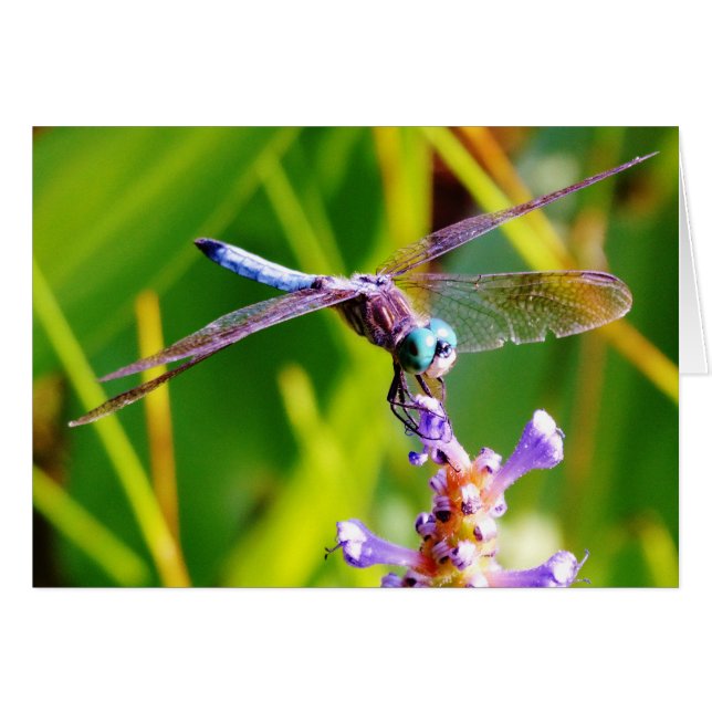 Teal & purple Dragonfly (Front Horizontal)