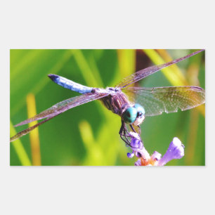 Teal & purple Dragonfly Rectangular Sticker