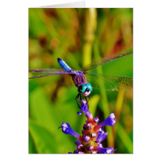 Teal Rainbow Dragonfly