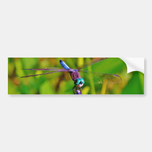 Teal Rainbow Dragonfly Bumper Sticker